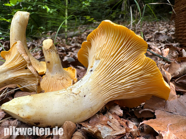 Blasser Pfifferling, Laubwaldpfifferling, Cantharellus pallens