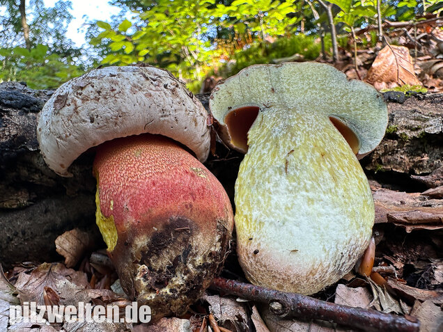 Blasshütiger Purpurröhrling, Rubroboletus rhodoxanthus