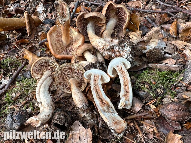 Brandiger Ritterling, Tricholoma ustale