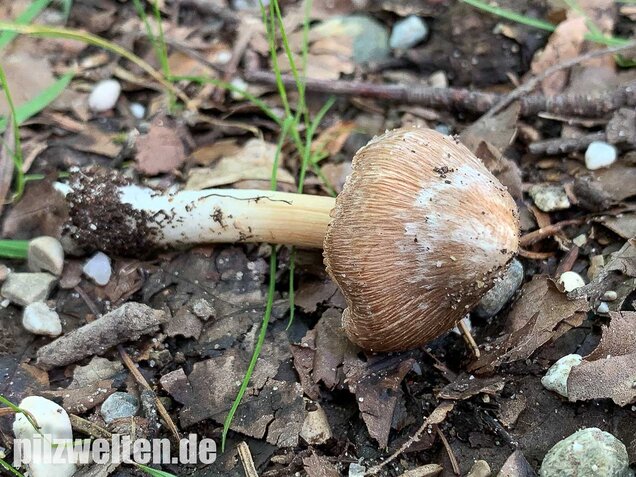 Braunstreifiger Risspilz, Inocybe fuscidula