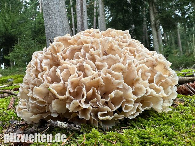 Breitblättrige Glucke, Sparassis brevipes