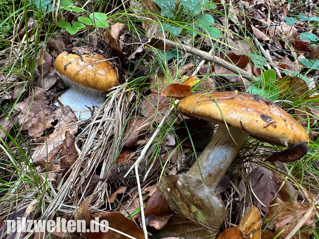 Breitknolliger Klumpfuß, Cortinarius saporatus