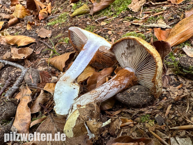 Buchenklumpfuß, Cortinarius anserinus
