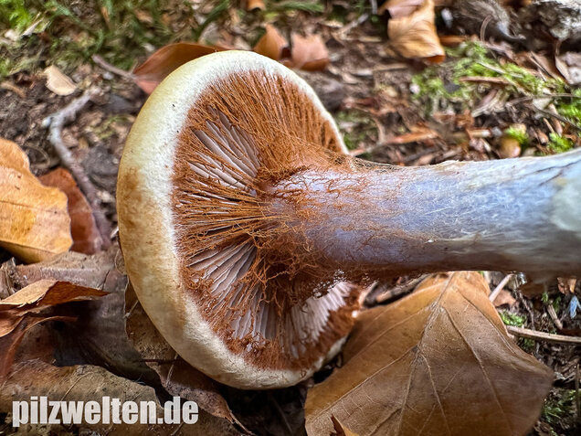 Buchenklumpfuß, Cortinarius anserinus