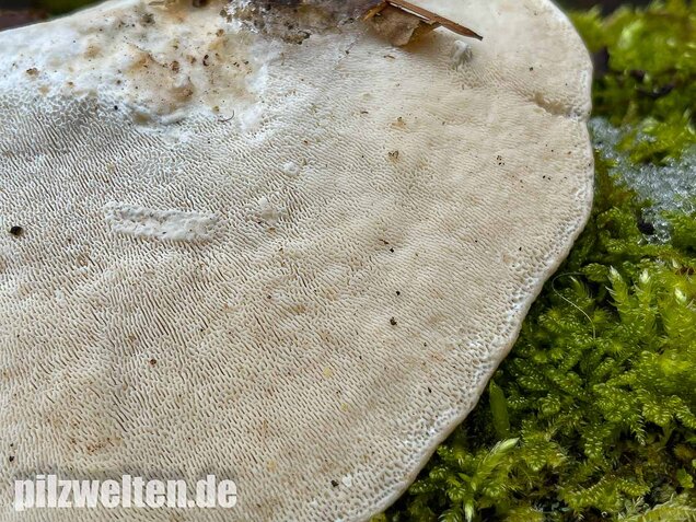 Buckeltramete, Trametes gibbosa
