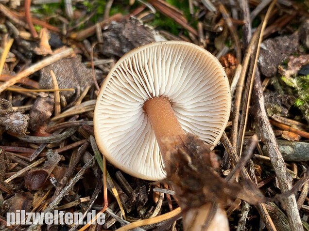 Butterrübling, Rhodocollybia butyracea