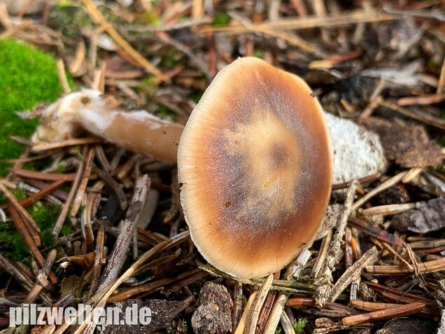 Butterrübling, Rhodocollybia butyracea