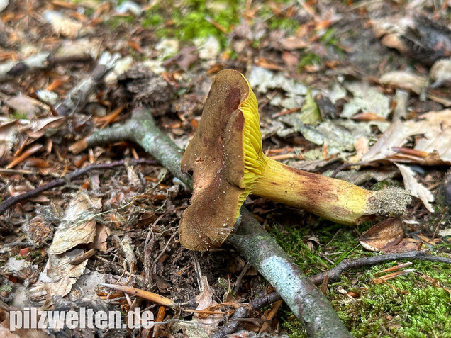 Europäisches Goldblatt, Phylloporus pelletieri