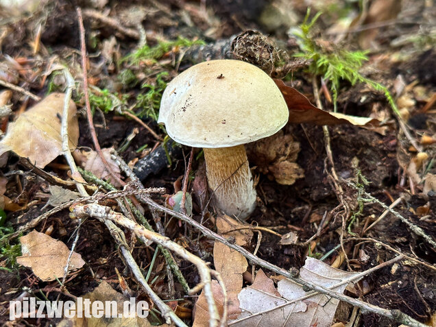 Gallenröhrling, Bitterling, Bitterpilz, Tylopilus felleus