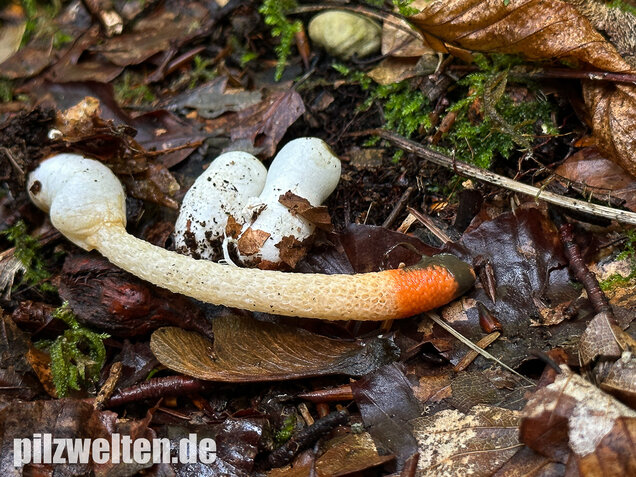Gemeine Hundsrute, Mutinus caninus