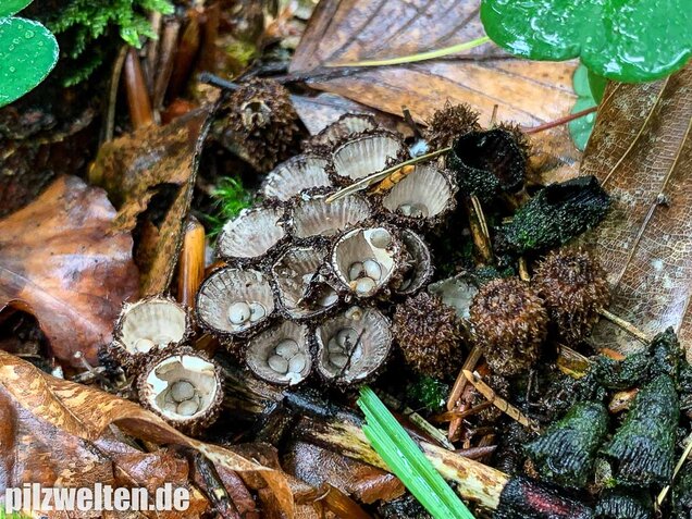 Gestreifter Teuerling, Cyathus striatus