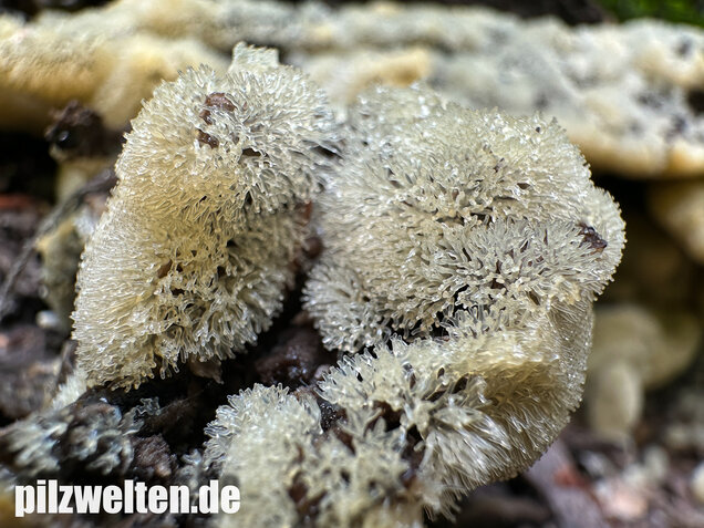 Geweihförmiger Schleimpilz, Ceratiomyxa fruticulosa