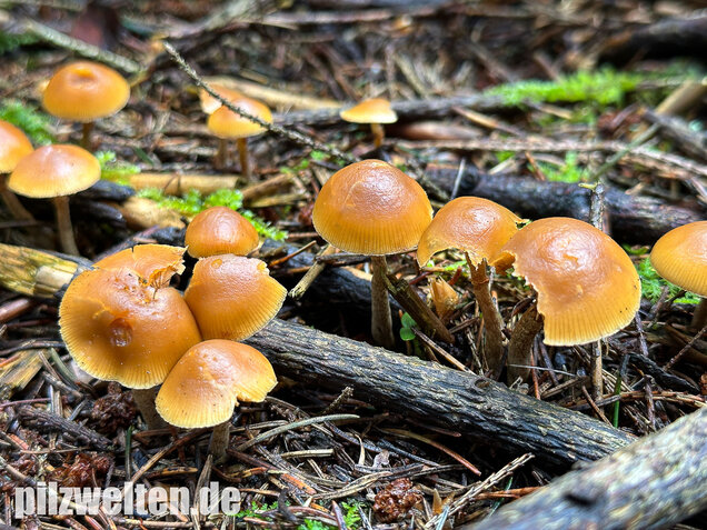 Gifthäubling, Nadelholzgifthäubling, Galerina marginata