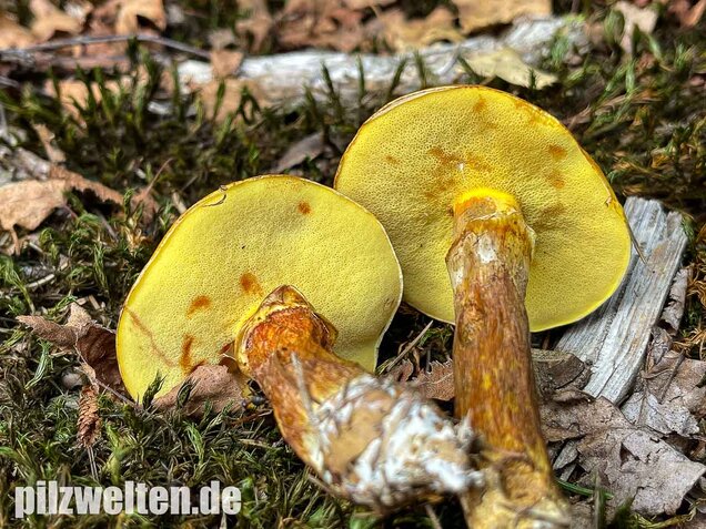 Goldröhrling, Suillus grevillei
