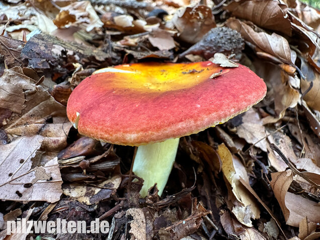 Goldtäubling, Russula aurea