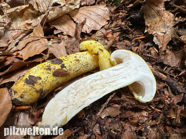 Goldzahn-Schneckling, Hygrophorus chrysodon