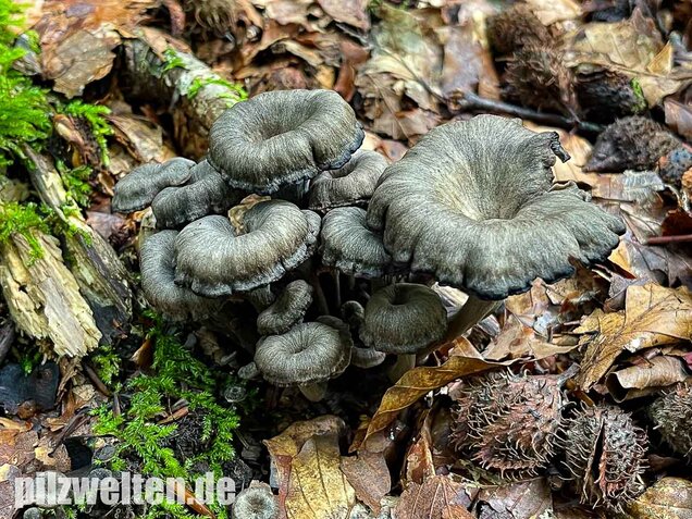 Grauer Pfifferling, Craterellus cinereus