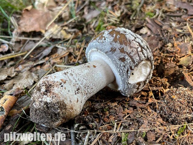 Grauer Wulstling, Amanita excelsa