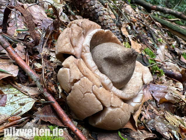 Halskrausen-Erdstern, Geastrum michelianum