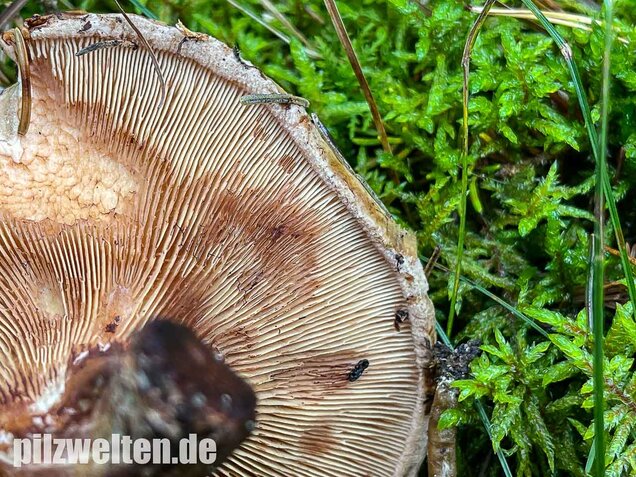 Kahler Krempling, Paxillus involutus