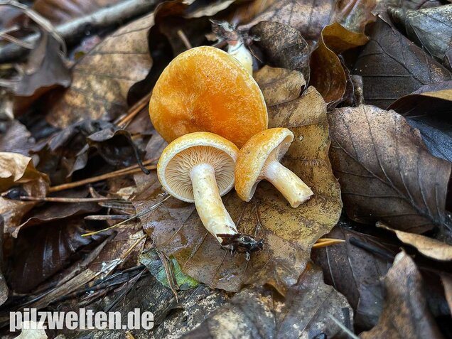 Lärchenmilchling, Lactarius porninsis