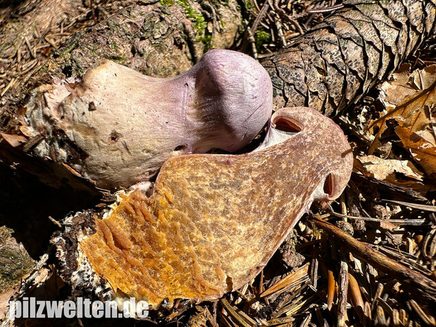 Lila-Dickfuß, Safranfleischiger Dickfuß,  Cortinarius traganus