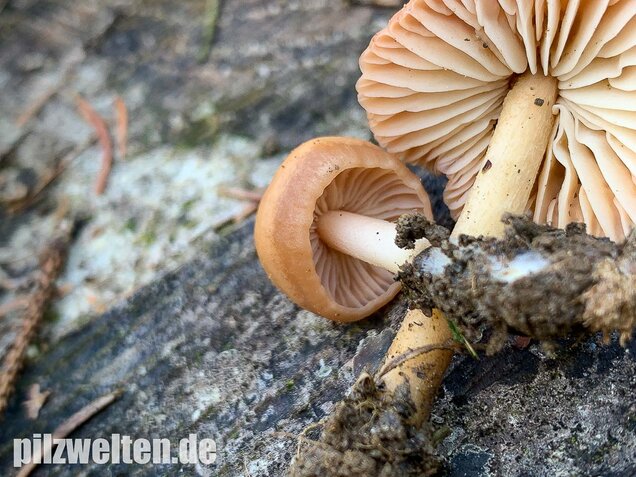 Nelkenschwindling, Marasmius oreades