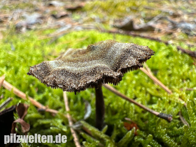 Ohrlöffelstacheling, Auriscalpium vulgare