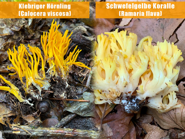 Klebriger Hörnling, Ziegenbart, Zwergerlfeuer, Calocera viscosa