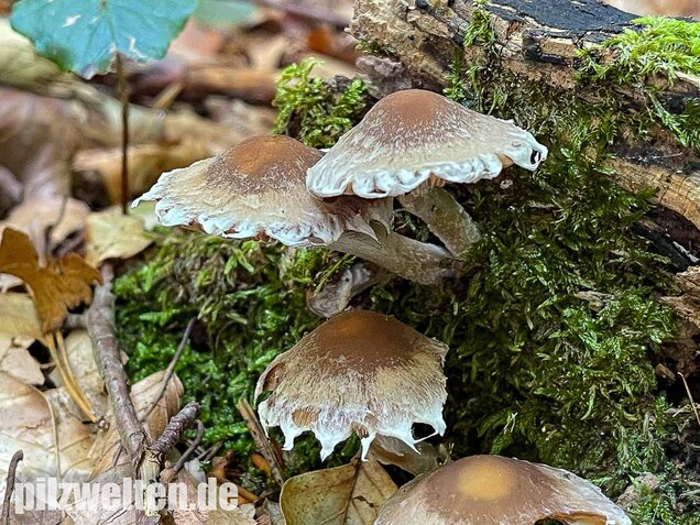 Reichbeschleierter Faserling, Psathyrella spintrigeroides