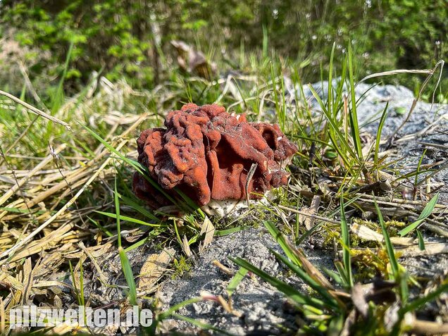 Riesenlorchel, Gyromitra gigas