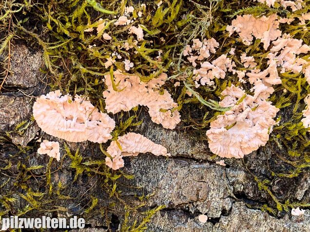 Rosafarbener Rindenpilz, Laeticorticium roseum