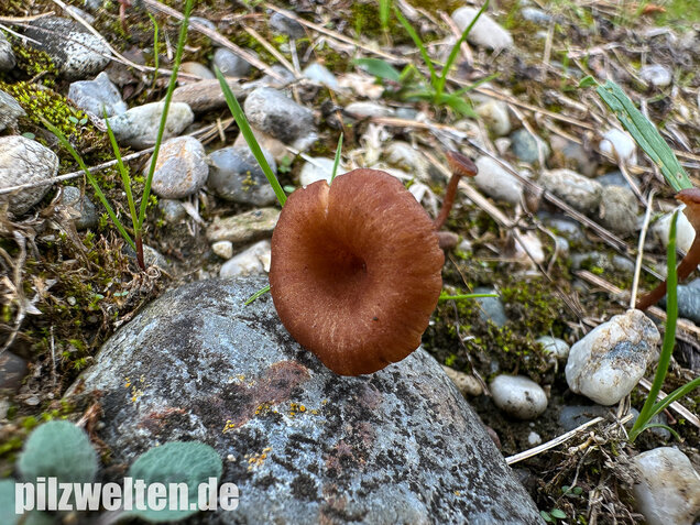 Becherförmiger Nabeling, Omphalina pyxidata