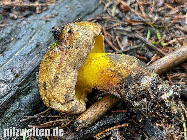 Schwarzblauender Röhrling, Cyanoboletus pulverulentus