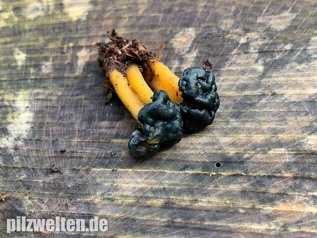 Schwarzgrünes Gallertkäppchen, Leotia viscosa