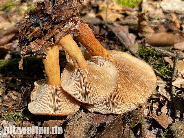 Süßlicher Buchenmilchling, Lactarius subdulcis