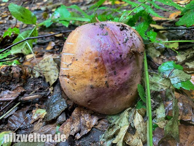 Violettrandiger Schleimkopf, Cortinarius balteatus