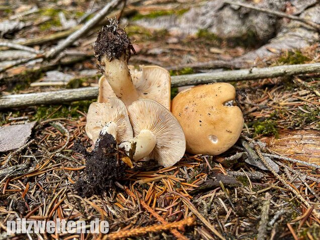 Würziger Tellerling, Clitopilus geminus