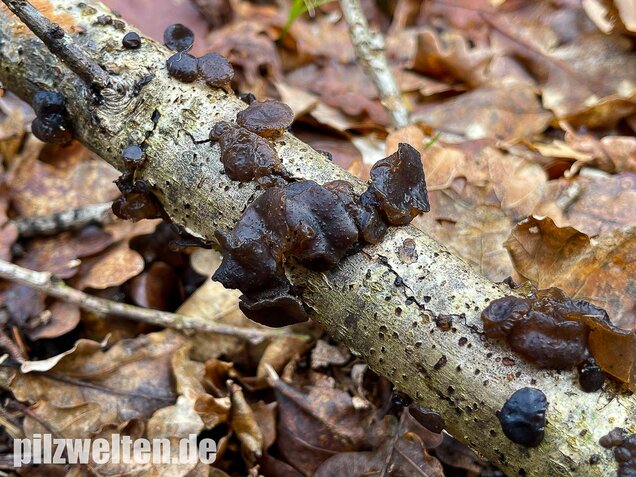 Abgestutzter Drüsling, Stoppeliger Drüslinge, Exidia glandulosa