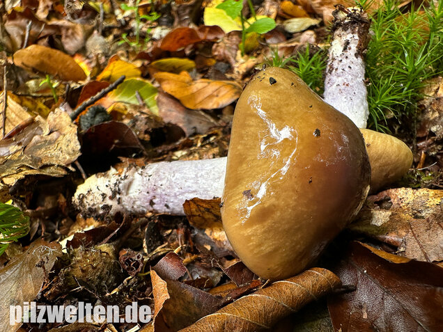 Honigschleimfuß, Runzeliggeriefter Schleimfuß, Cortinarius stillatitius