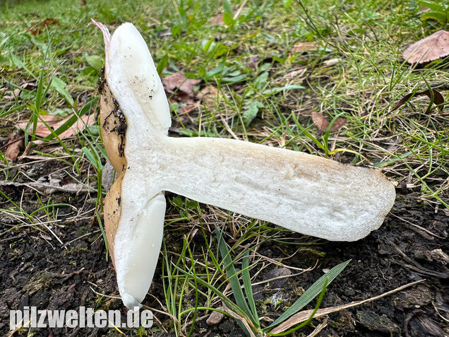 Ausblassender Birkentäubling, Verblassender Täubling, Russula exalbicans