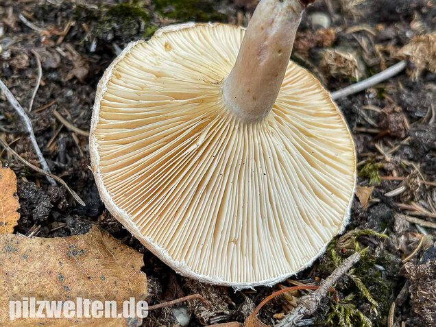 Blasser Birkenmilchling, Lactarius pubescens