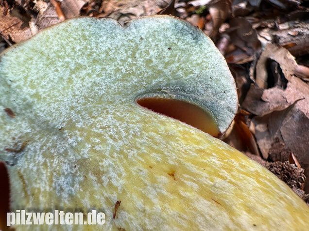 Blasshütiger Purpurröhrling, Rubroboletus rhodoxanthus