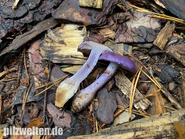 Blauer Schleimfuß, Cortinarius salor