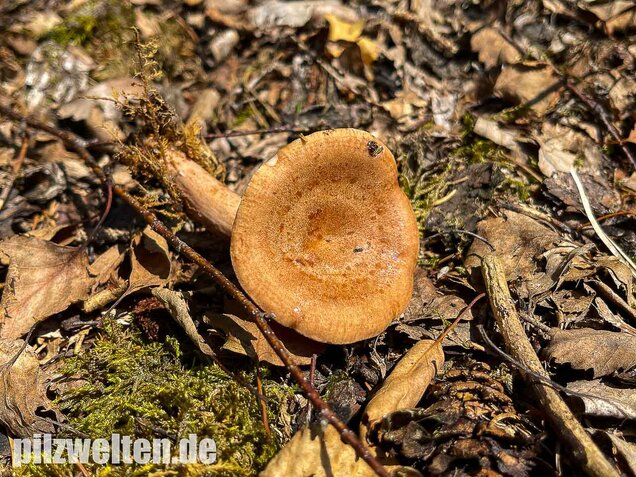 Eichenmilchling, Lactarius quietus