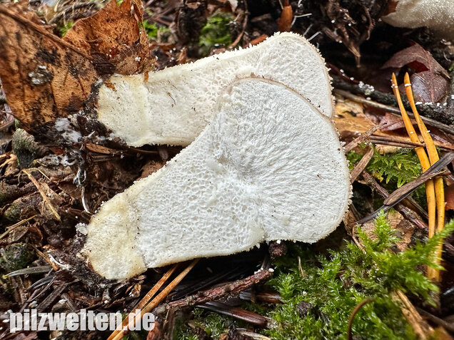 Flaschenstäubling, Flaschenbovist, Lycoperdon perlatum