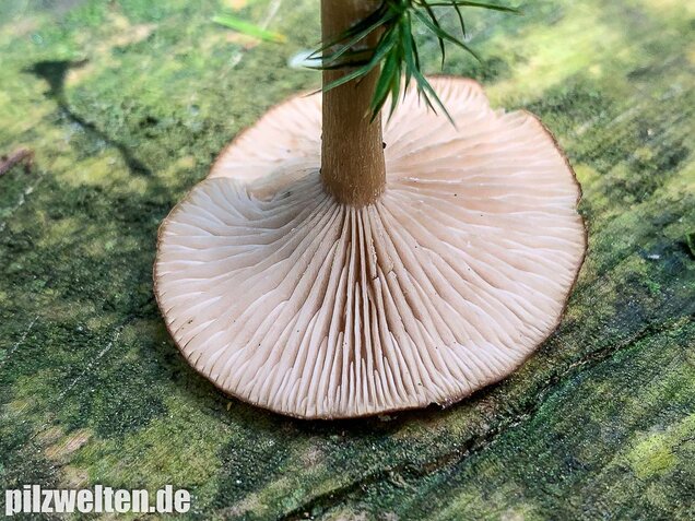 Fleischbräunlicher Anistrichterling, Clitocybe obsoleta