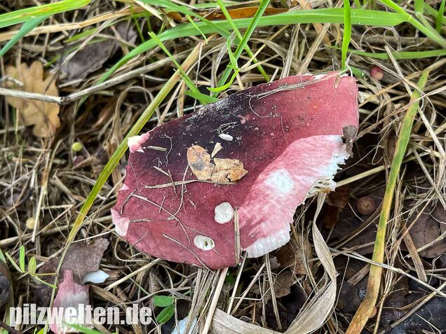 Heringstäubling, Fleischfarbener Heringstäubling, Russula xerampelina