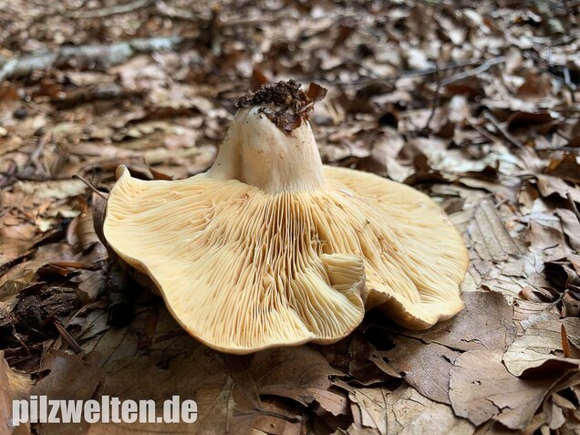 Flügelsporiger Milchling, Lactarius pterosporus