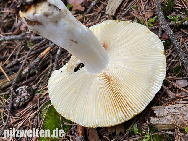 Gelber Graustieltäubling, Russula claroflava